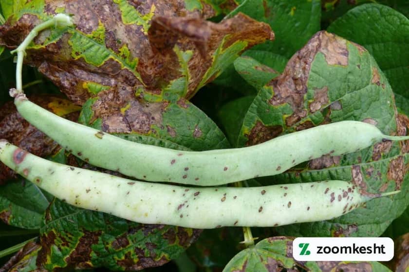 لکه قهوه‌ای باکتریایی لوبیا