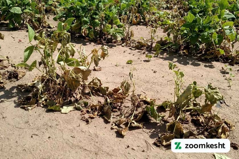 پوسیدگی‌های ریشه لوبیا