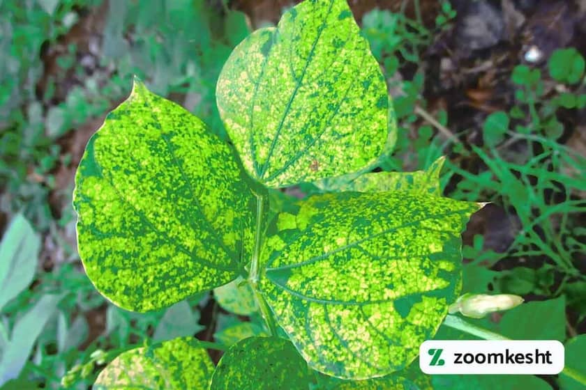 ویروس موزاییک زرد لوبیا