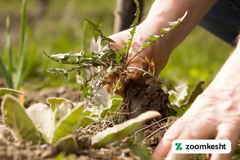 حذف علف هرز