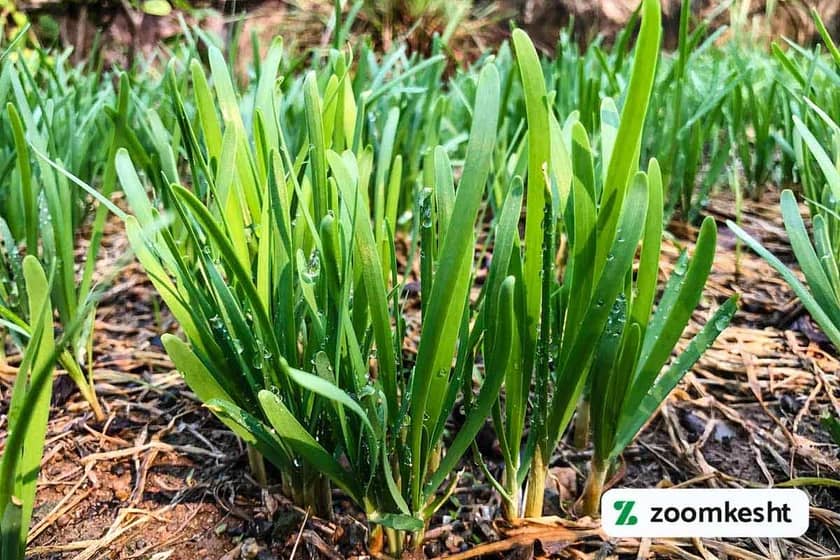 مراقبت سیر بعد از کاشت