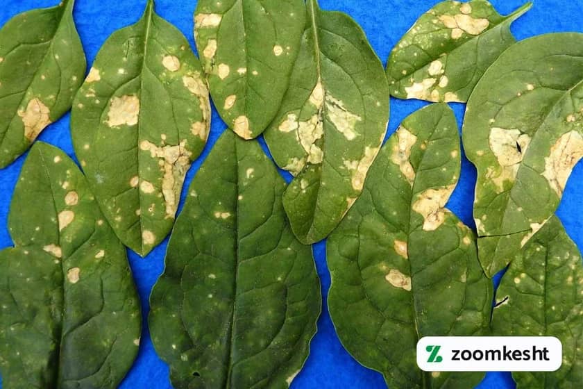 آفت و بیماری اسفناج