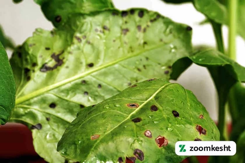 آفت و بیماری اسفناج