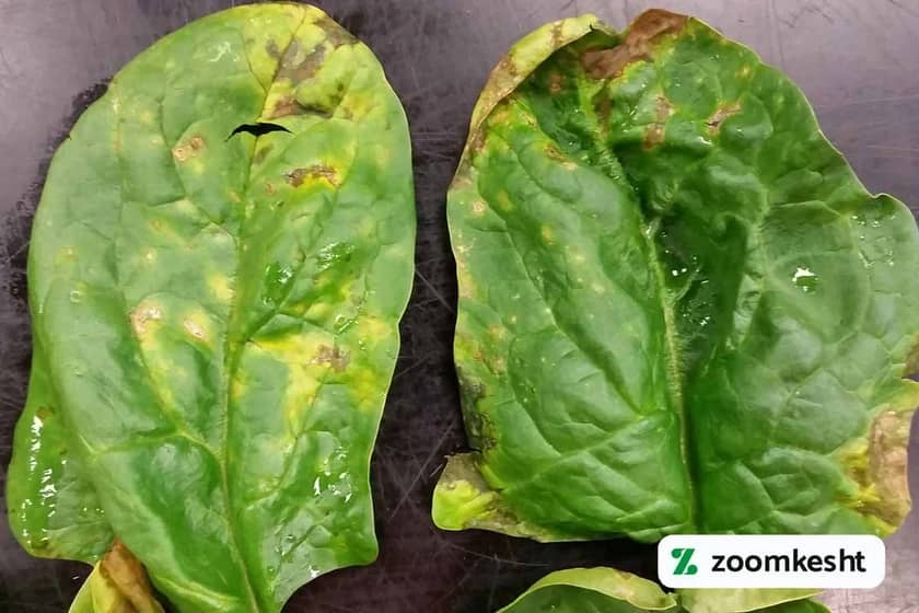 آفات اسفناج