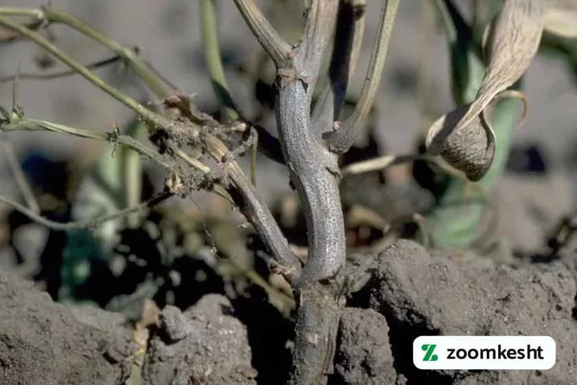 پوسیدگی سیاه ریشه لوبیا