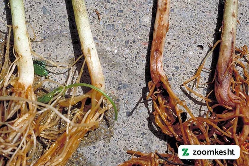 آلودگی پیتیومی لوبیا