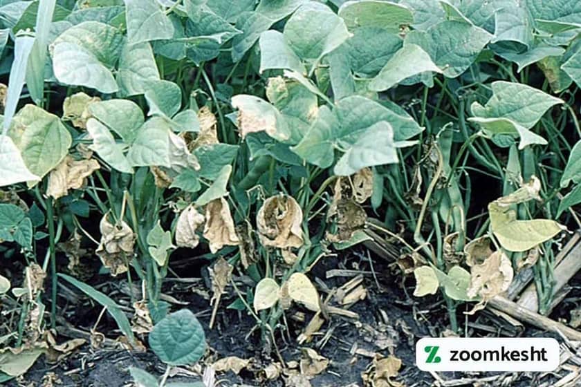 زردی فوزاریومی لوبیا