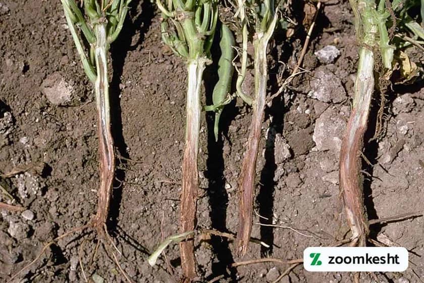 پوسیدگی فوزاریومی لوبیا