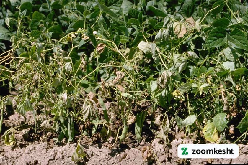 گسترش پوسیدگی فوزاریومی