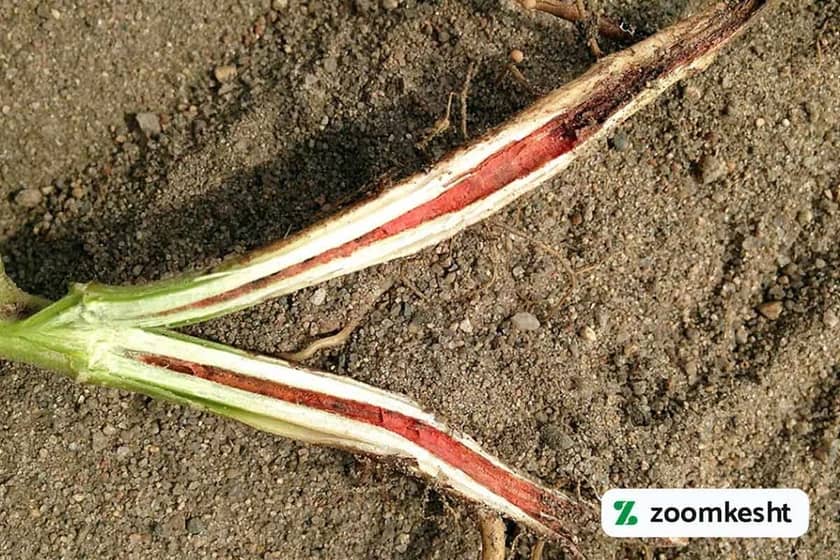 ویژگی‌های بیماری پوسیدگی ریزوکتونیایی