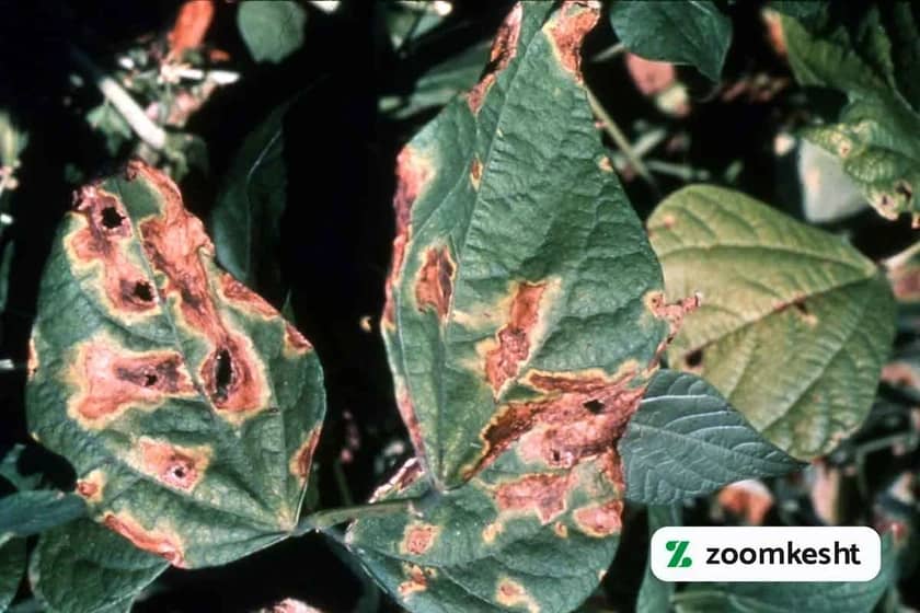 سوختگی باکتریایی لوبیا