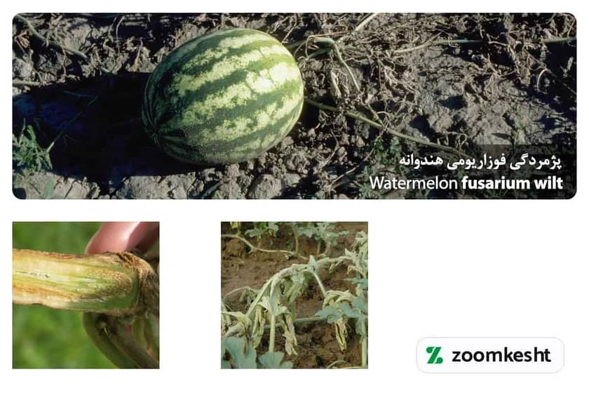 پژمردگی فوزاریومی هندوانه