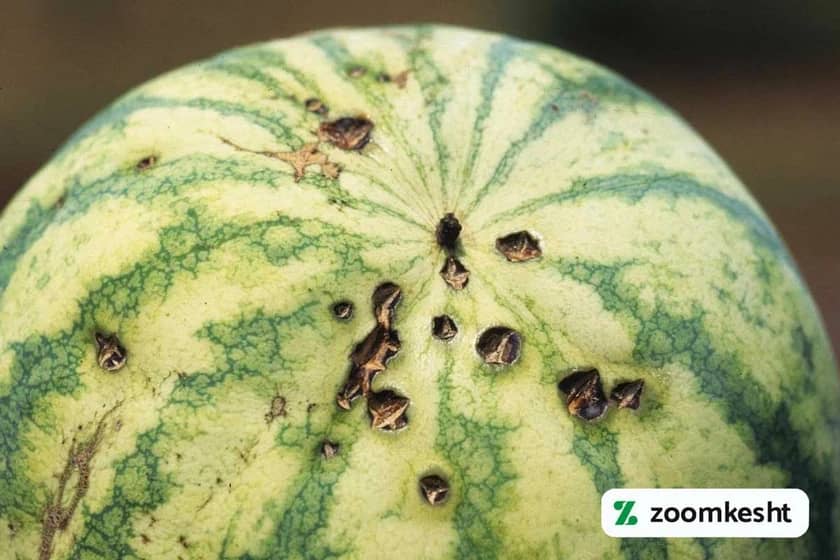 بیماری آنتراکنوز هندوانه