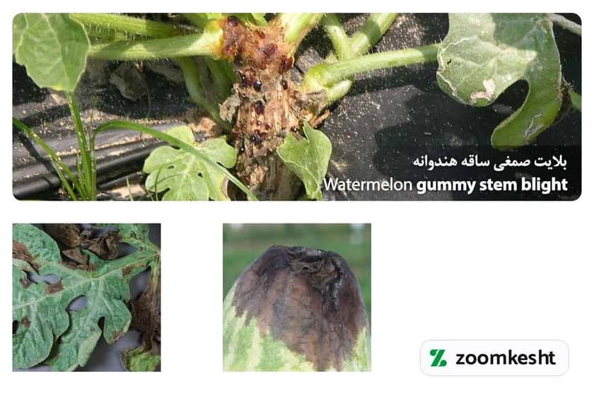 بلایت صمغی ساقه هندوانه