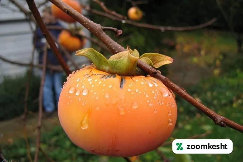 آبیاری خرمالو