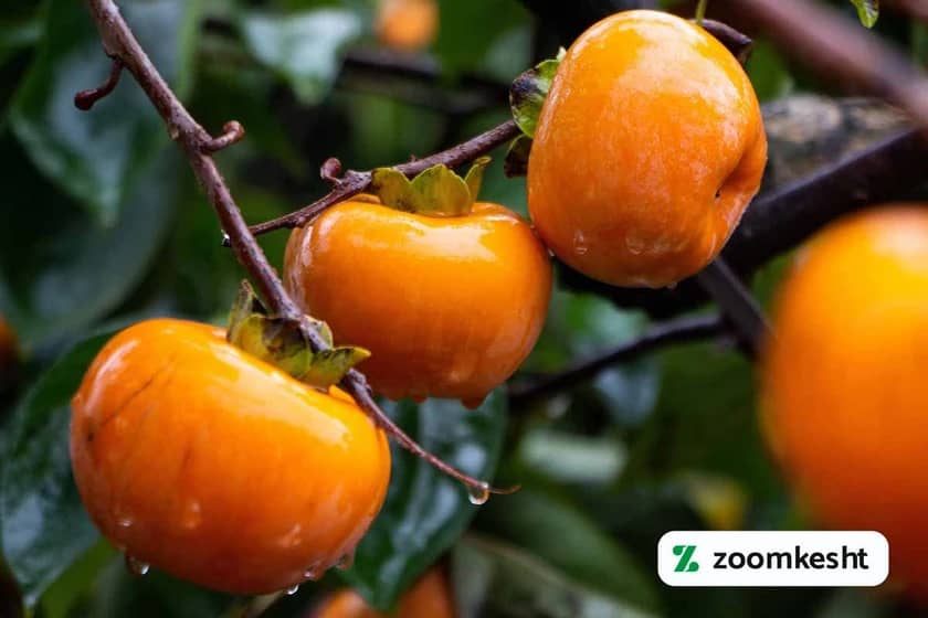 آبیاری درخت خرمالو