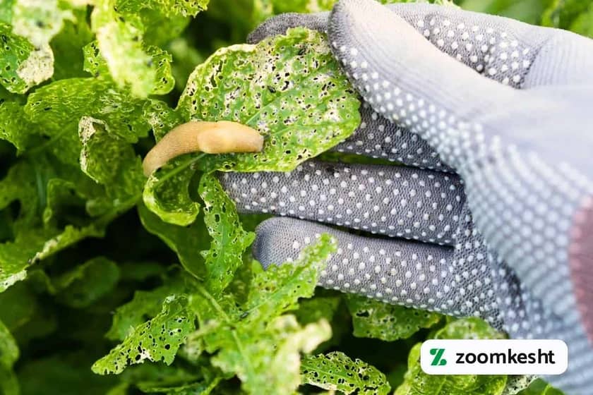 آفات سبزیجات