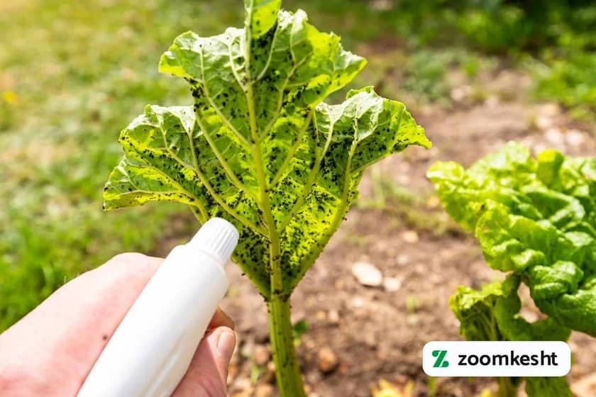 آفات سبزیجات