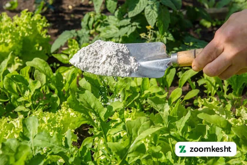 آفات سبزیجات