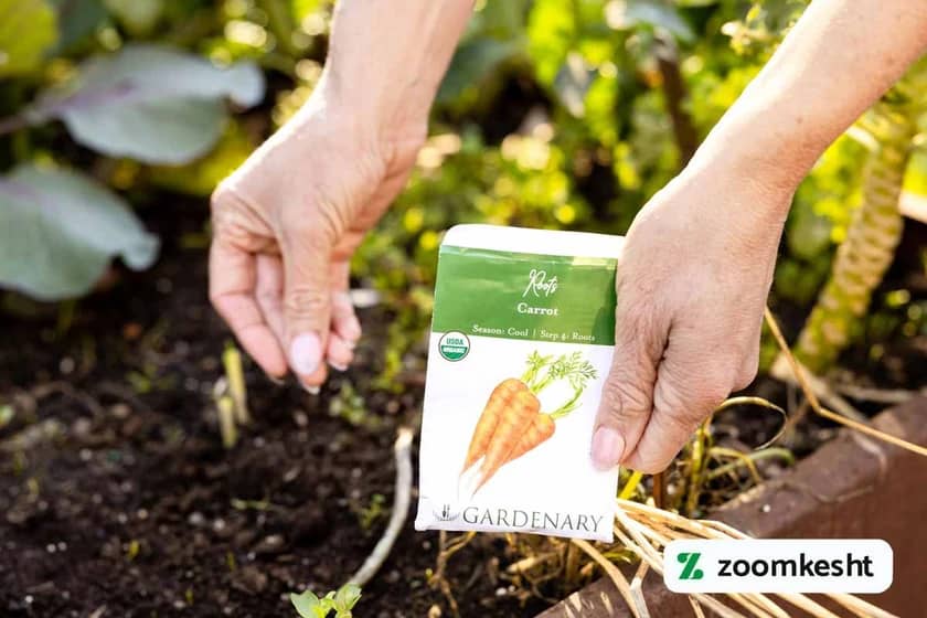 کاشت هویج با بذر