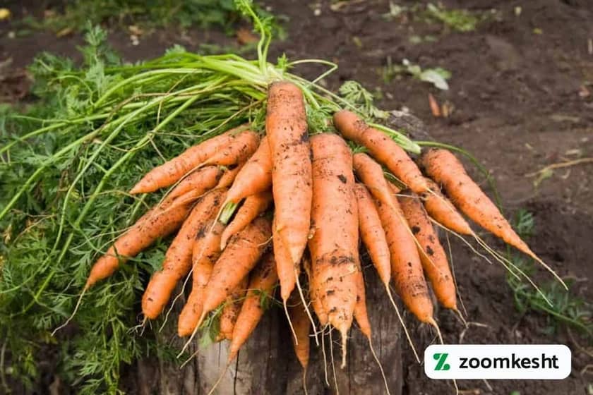 برداشت هویج