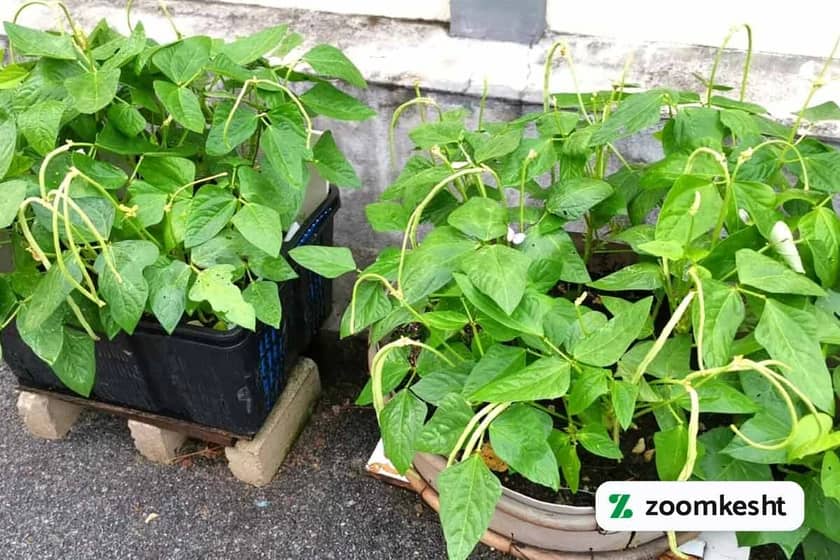 کاشت لوبیا در گلدان