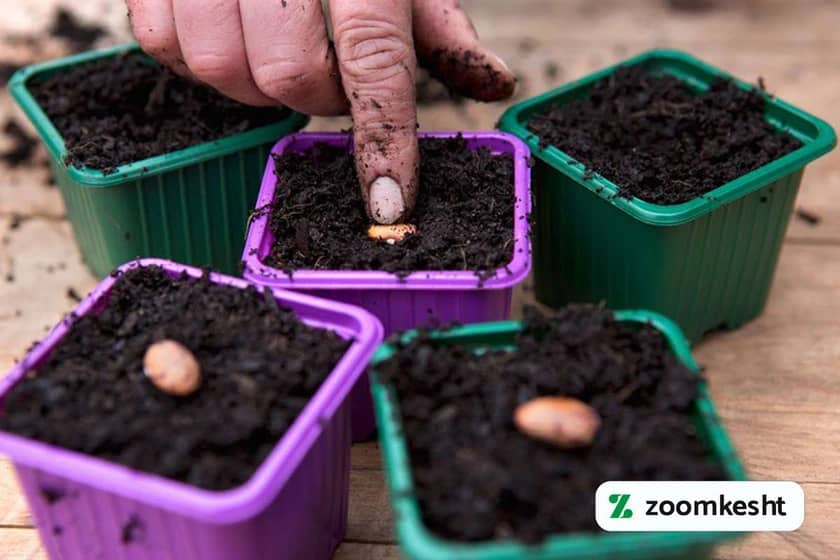 کاشت لوبیا در گلدان