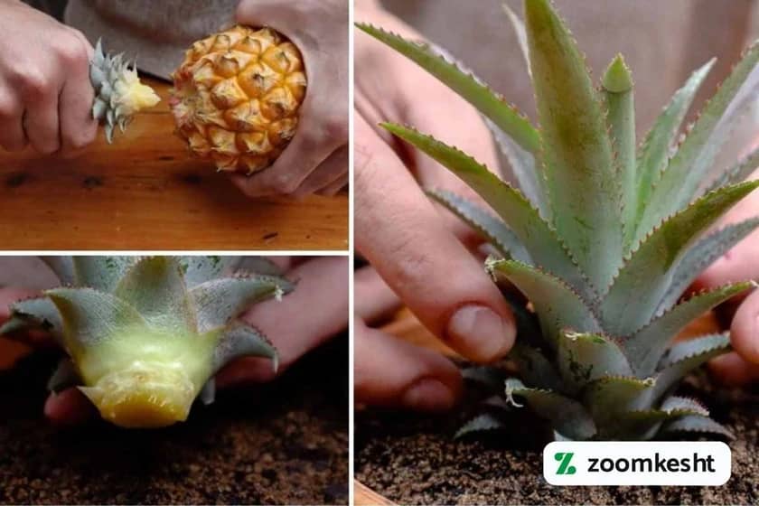 کاشت آناناس