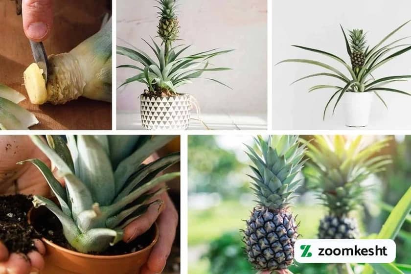 آماده سازی تاج برای کاشت آناناس