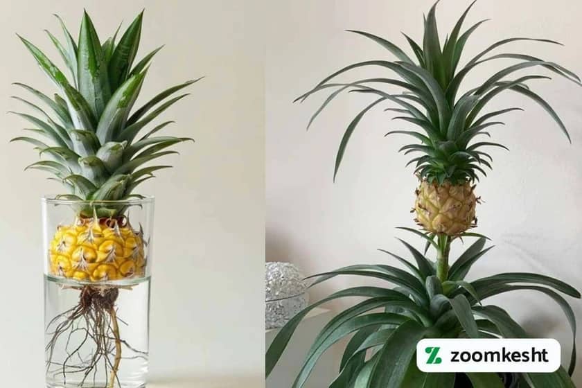 کاشت آناناس در گلدان