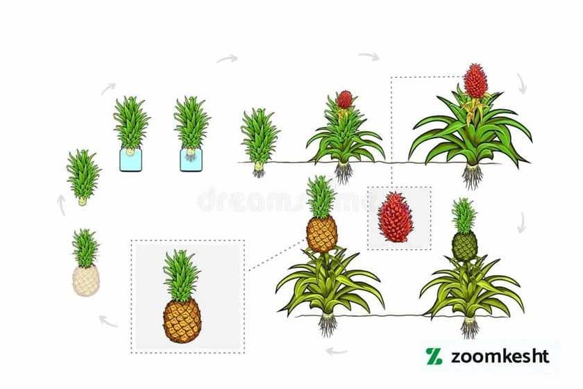 مراحل رشد و برداشت آناناس