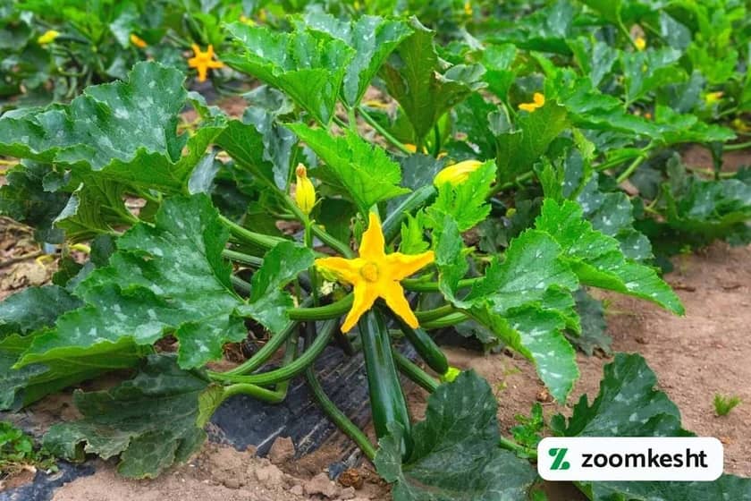 فصل کاشت کدو سبر