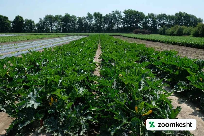 نحوه کاشت کدو سبز