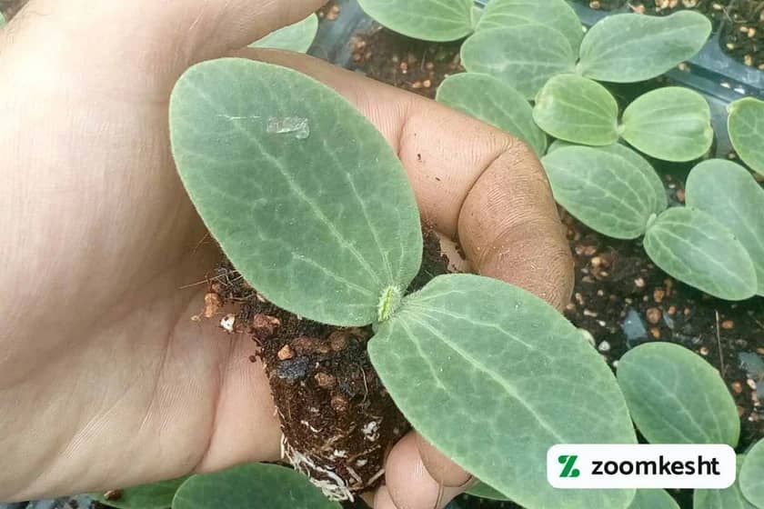 نشا کدو سبز