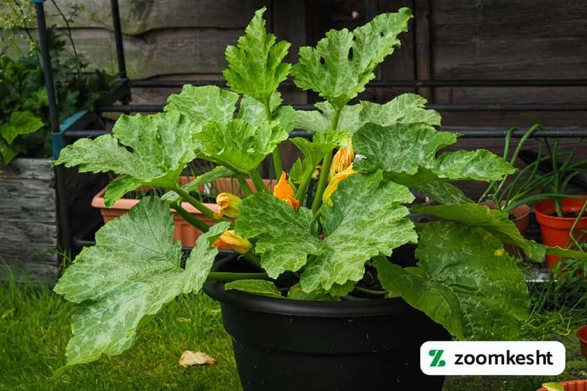 کاشت کدو سبز در گلدان