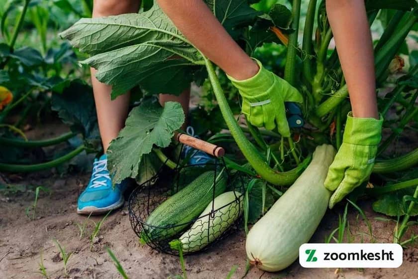 برداشت کدو سبز