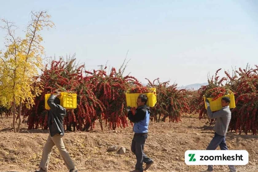 برداشت زرشک در ایران