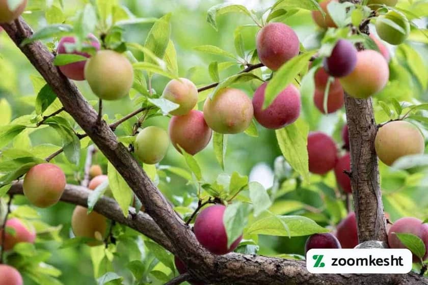 مراقبت‌های بعد از کاشت آلو