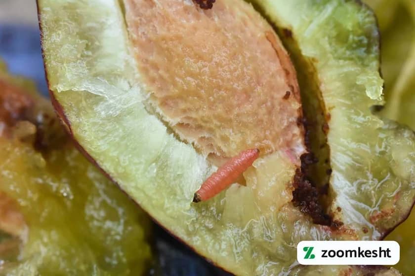 آفت بیماری آلو