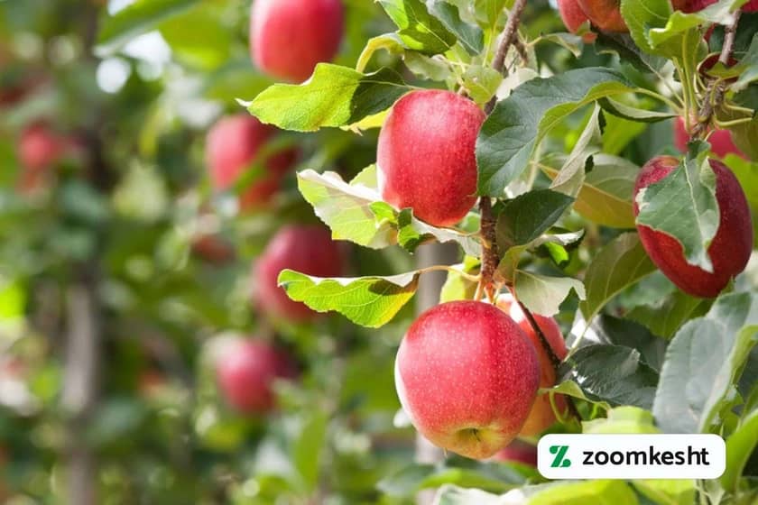 کاشت درخت سیب