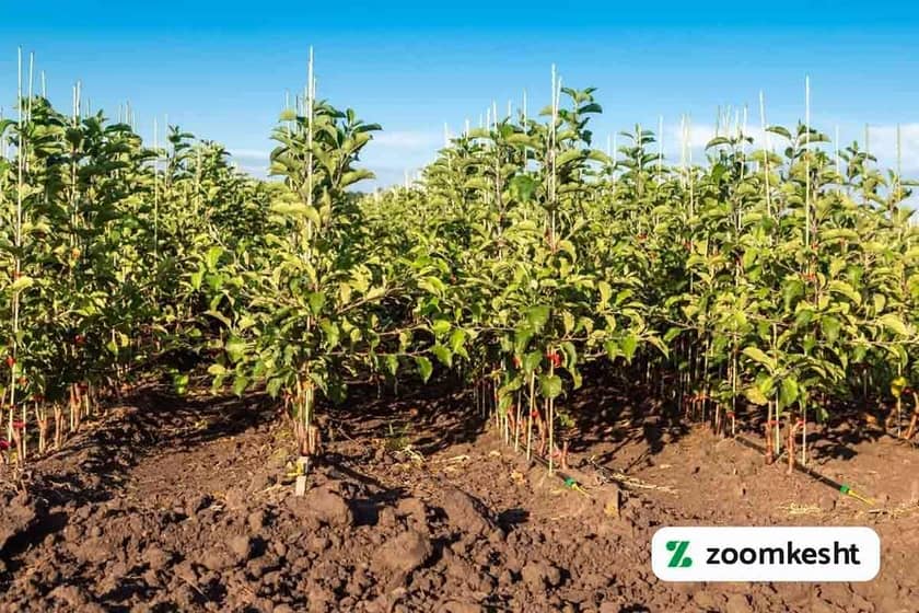 کاشت درخت سیب