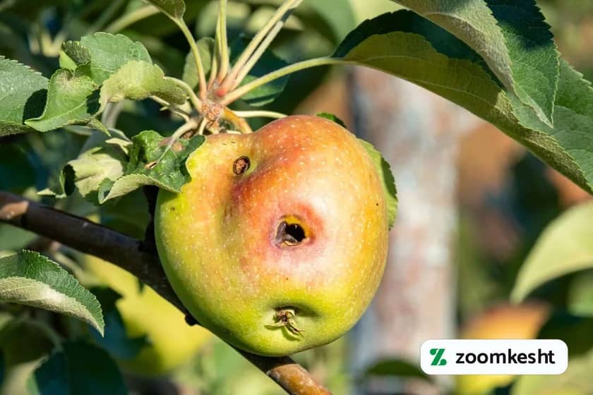 کاشت درخت سیب