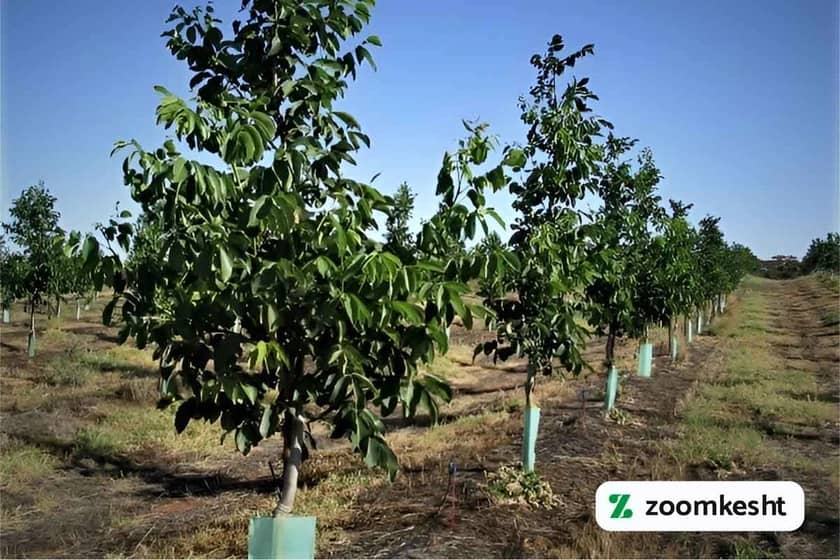 کاشت درخت گردو