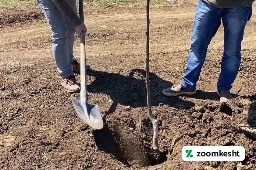 کاشت درخت گردو