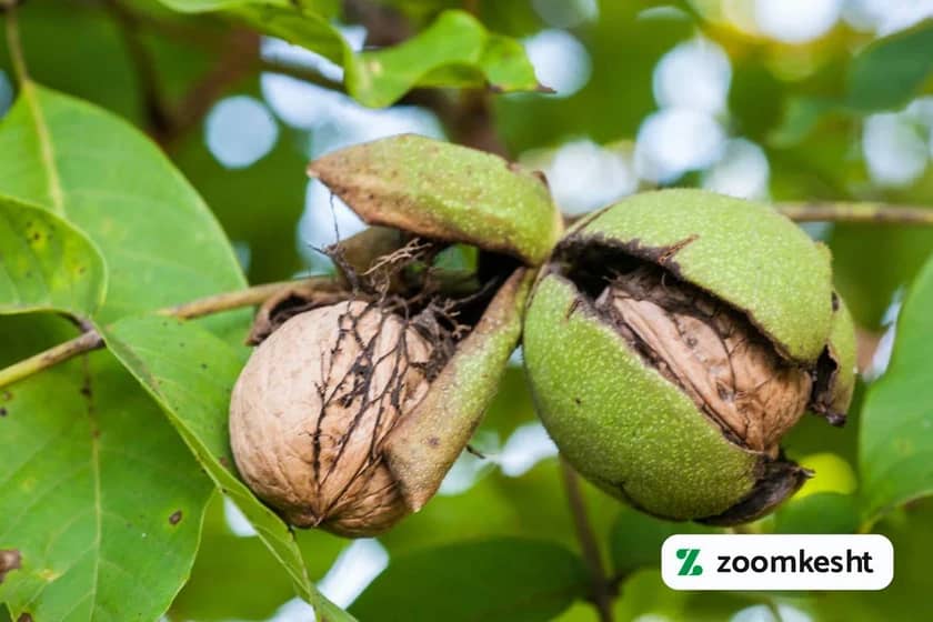 کاشت درخت گردو