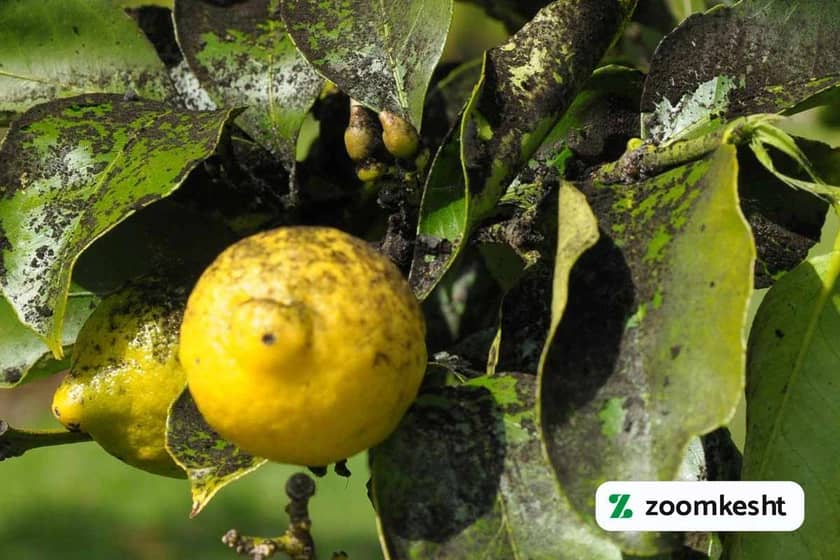 آفات و بیماری های لیمو