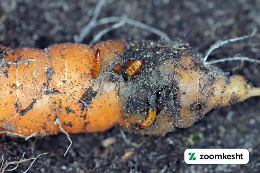 آفات و بیماری های هویج