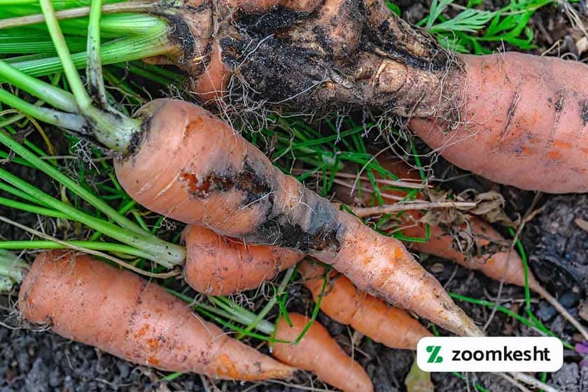 آفات و بیماری های هویج