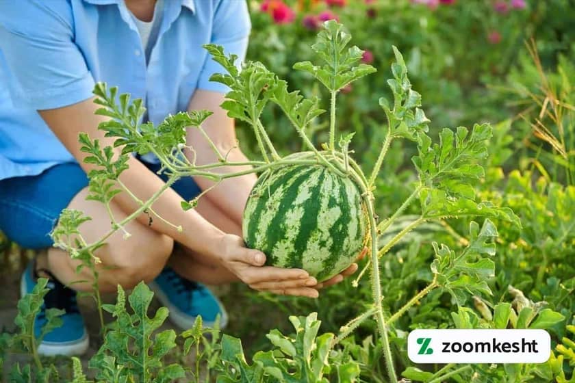 برداشت هندوانه