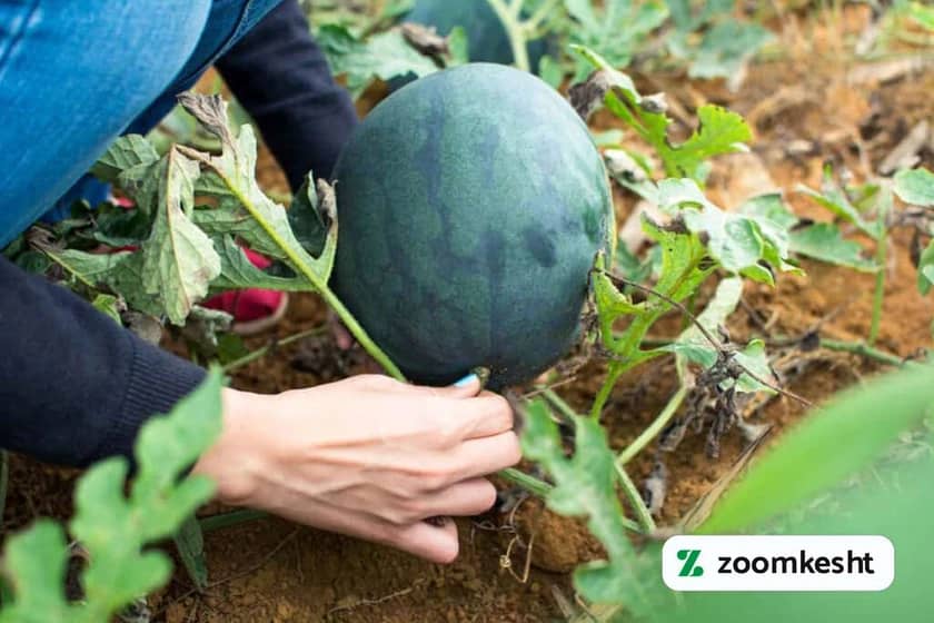 برداشت هندوانه